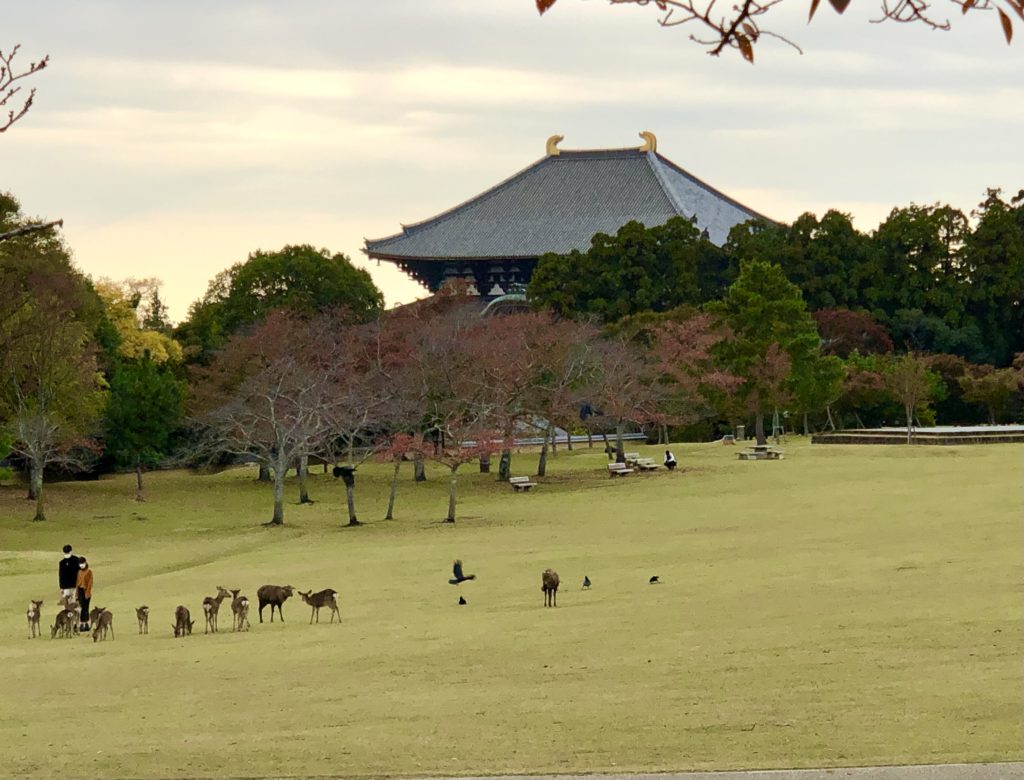 奈良公園から大仏殿を臨む