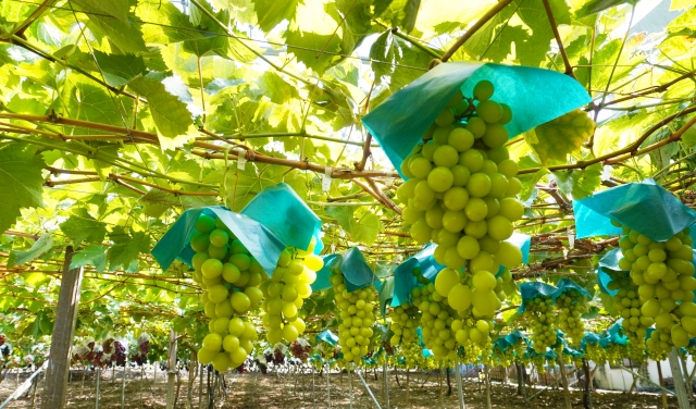 葡萄の歴史と日本での栽培