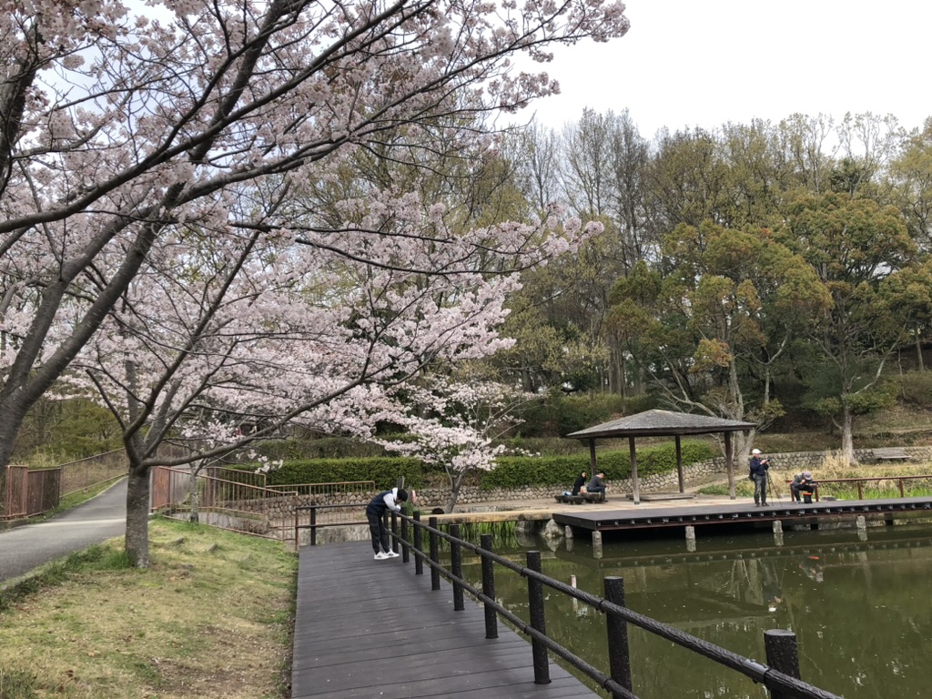 奥須磨公園は、桜の季節に家族でのんびりと過ごせる隠れた人気スポット