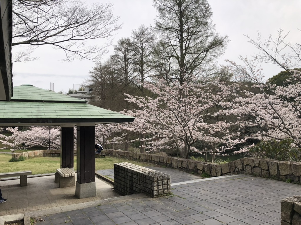 奥須磨公園は、桜の季節に家族でのんびりと過ごせる隠れた人気スポット