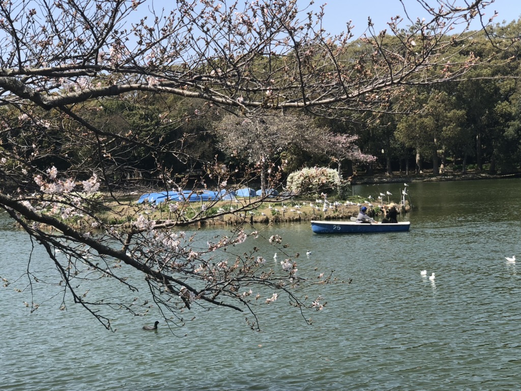 様々な水鳥が羽を休める野鳥の宝庫「明石公園の桜情報」桜の見頃は？