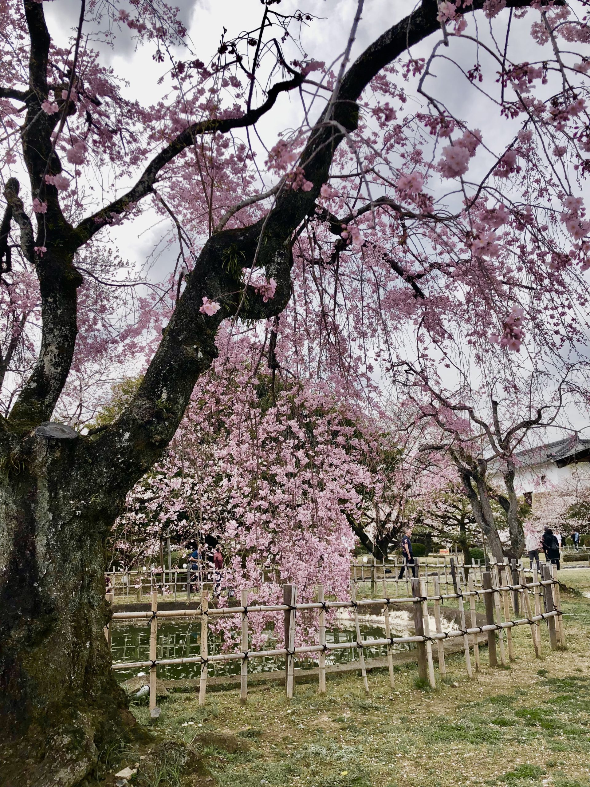 桜の花でより優美さを誇る「姫路城」！絶対に見落とさないで訪れたい場所とは？