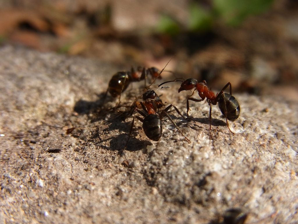 アリ退治は侵入経路や巣の場所を特定から！アリを家の中に寄せ付けない工夫とは