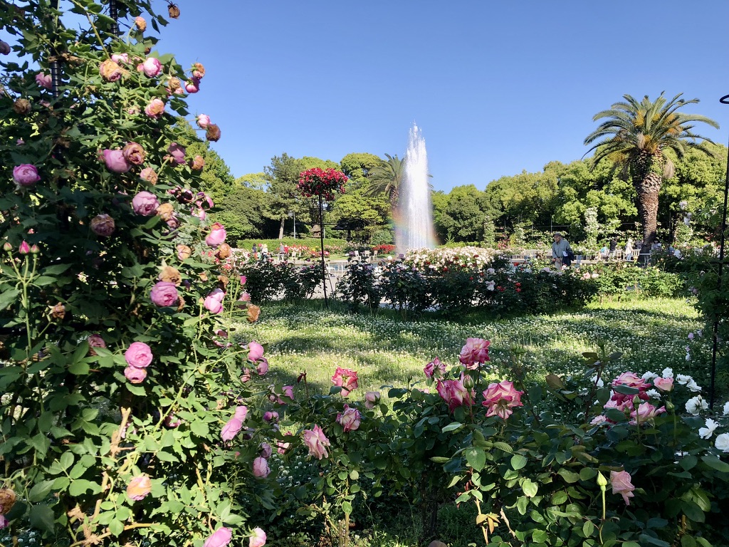 「神戸離宮公園」の王族のバラ園！優雅さと歴史が薫るバラの楽園は圧巻だった