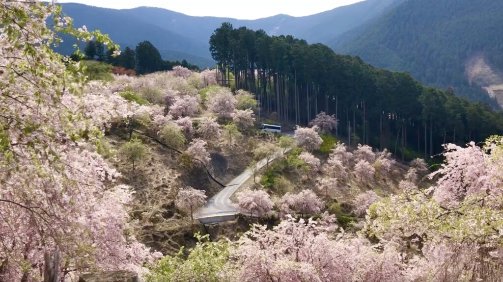 関西の桜！大阪城＆姫路城の春絶景と、天空の楽園、奈良・高見の郷の絶景桜
