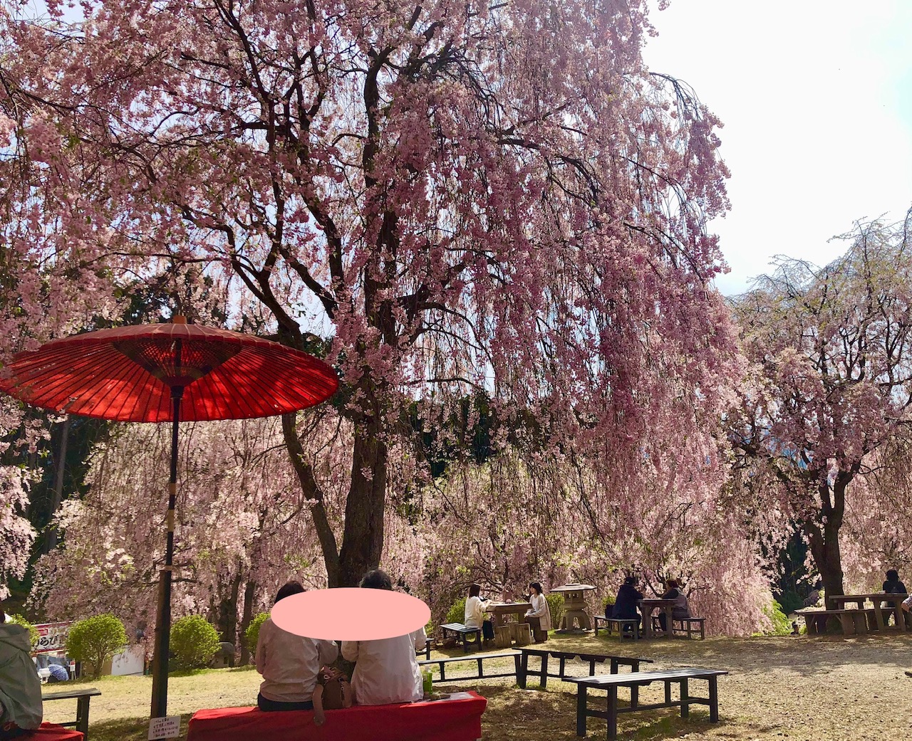 関西の桜！大阪城＆姫路城の春絶景と、天空の楽園、奈良・高見の郷の絶景桜