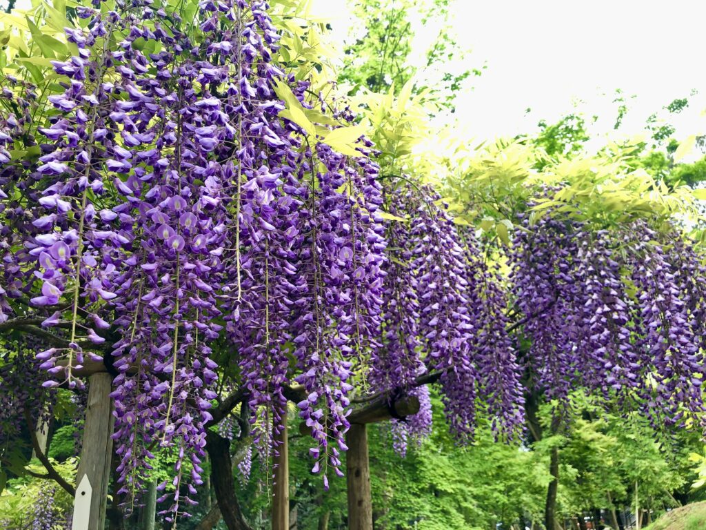 古都の雅に酔う~春日大社 萬葉植物園で愛でる!野趣あふれる藤の花