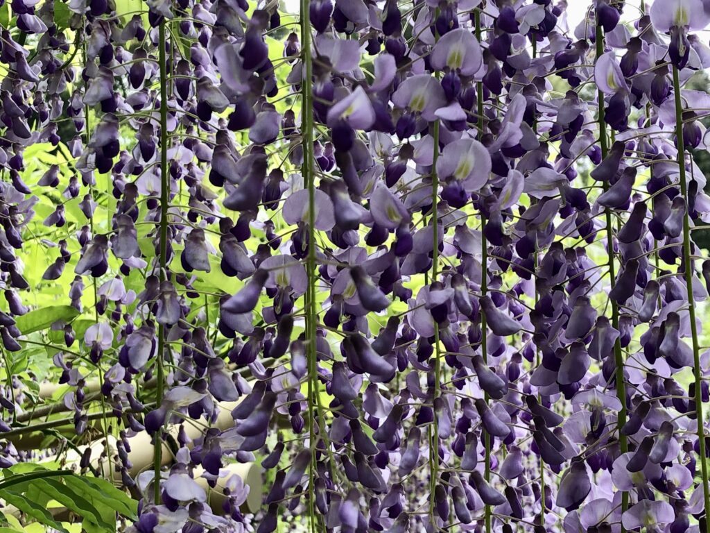 古都の雅に酔う~春日大社 萬葉植物園で愛でる!野趣あふれる藤の花