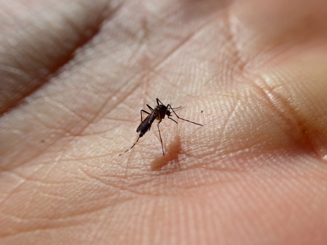 意外な盲点！蚊に刺されやすい足、その対策は「除菌シート」だった！【警視庁発信情報】