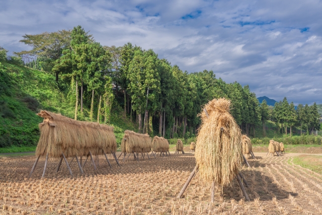 昔は安すぎた？コメ価格安定化の裏側：鈴木大臣の方針と「減反政策」の再評価
